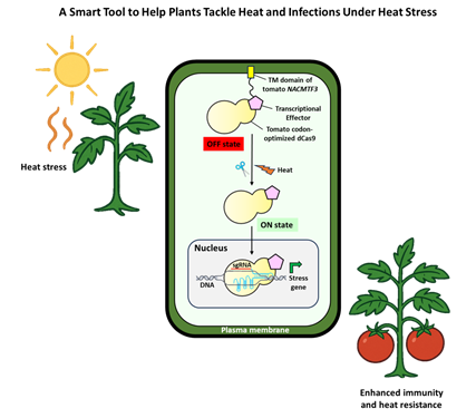 Smart molecular tool helps tomato plants